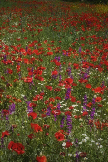 A cover of "Mine" cluster. The owner is marysley. The cluster consists of 6 elements.