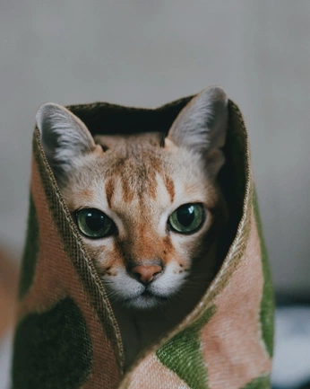 A cover of "Nice" cluster. The owner is katrienbaaij. The cluster consists of 8 elements.