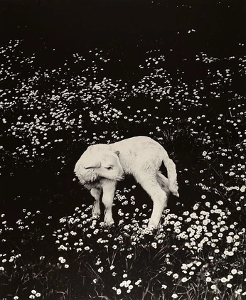 A cover of "photography" cluster. The owner is ellobeastie. The cluster consists of 8 elements.