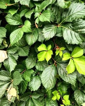 A cover of "solosiepi" cluster. The owner is totta01. The cluster consists of 43 elements.