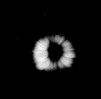 A cover of "Gif" cluster. The owner is puregaliiiin. The cluster consists of 1 element.