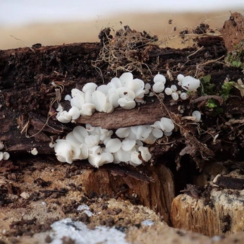 A cover of "Fungi texture" cluster. The owner is almita. The cluster consists of 26 elements.