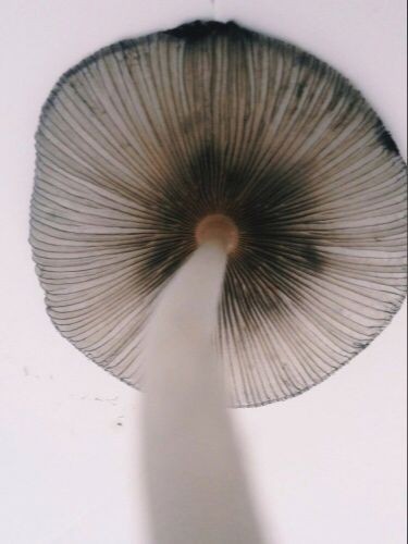 A Pinterest pin added by olivebranch on Dec 26, 2023. The author is Smadar :3. May present: hair, plant, organism, terrestrial plant, natural material.