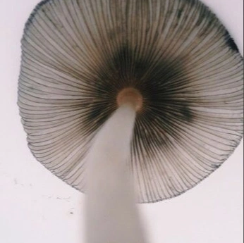 A cover of "Isle Of Echo" cluster. The owner is isleofecho. The cluster consists of 283 elements.