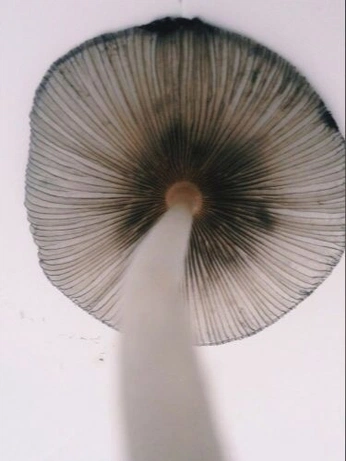 A cover of "Mushroom Co" cluster. The owner is ccrivero. The cluster consists of 200 elements.