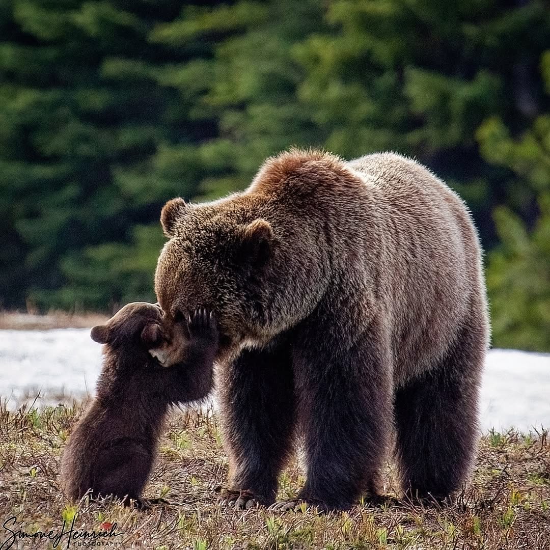 An Instagram  post added by annie on Mar 31, 2025. The author is @simoneheinrichphotography. May present: grizzly bear, bears, spectacled bear, kodiak bear, sun bear.