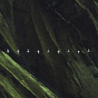 A cover of "Green things 🌲" cluster. The owner is romm3. The cluster consists of 49 elements.