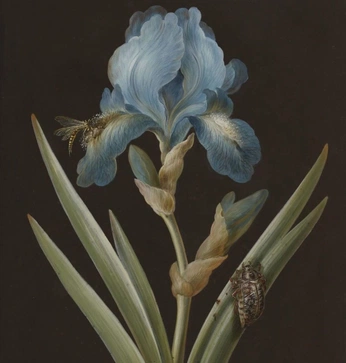 A cover of "Bloomsbury house" cluster. The owner is popsmac. The cluster consists of 35 elements.