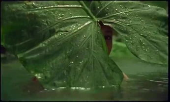 A cover of "So natural" cluster. The owner is hhillier. The cluster consists of 39 elements.