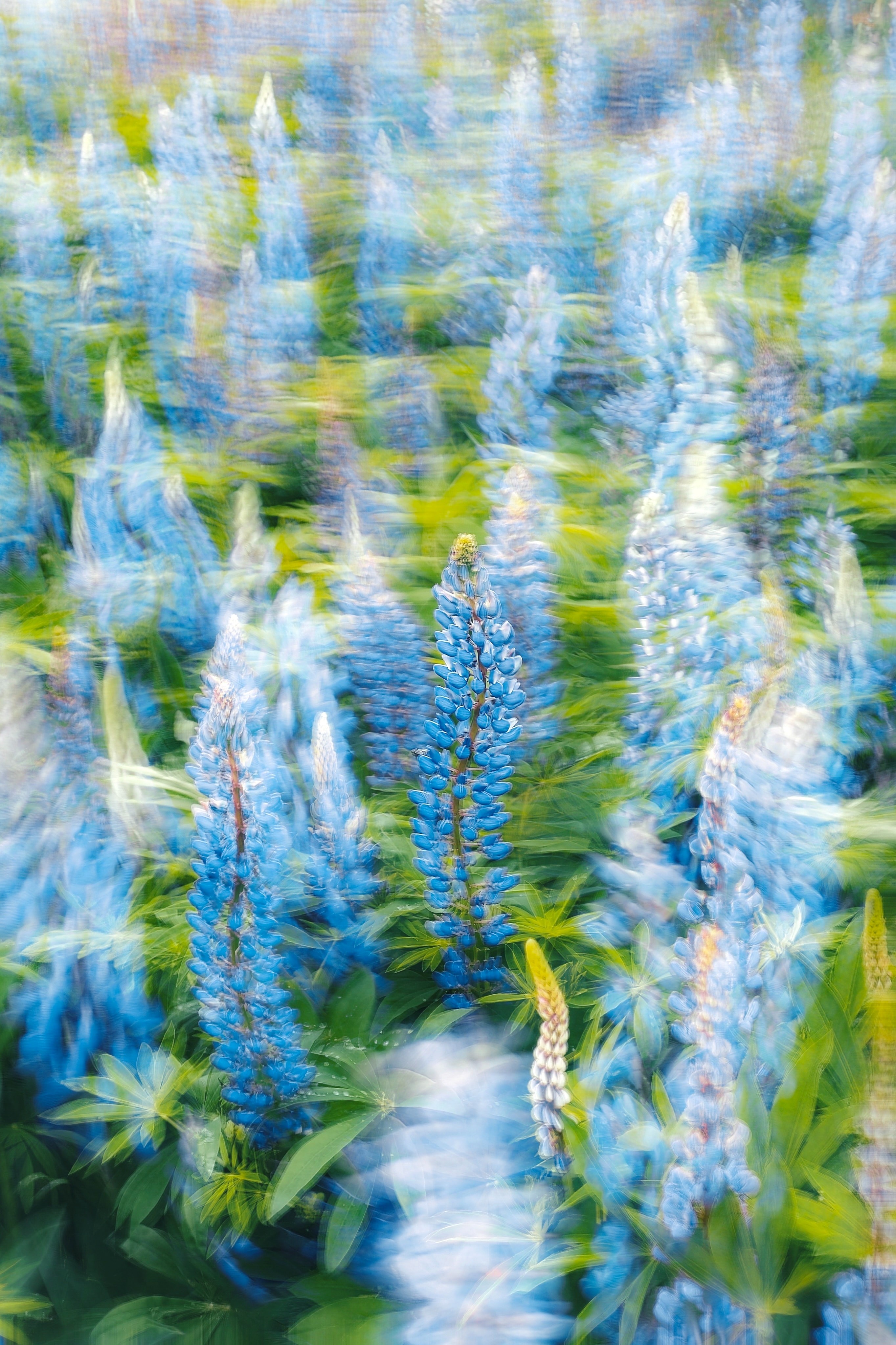 Photograph of lupin flowers by Annie Spratt.