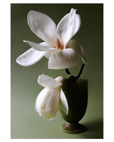 An Instagram  post added by undertuscansun on Mar 19, 2023. The author is @sophiejanekirk. May present: still life photography, flowering plant, flower, plant, petal.