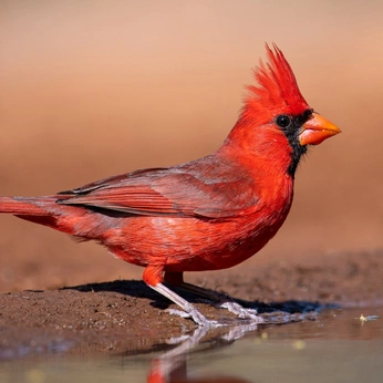 A cover of "Birds" cluster. The owner is baconbrett. The cluster description is "Birds around me.". The cluster consists of 22 elements.