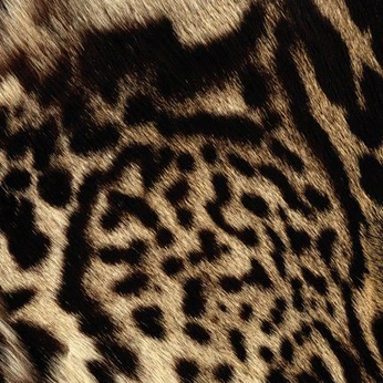 A cover of "animals" cluster. The owner is laubluis. The cluster consists of 97 elements.