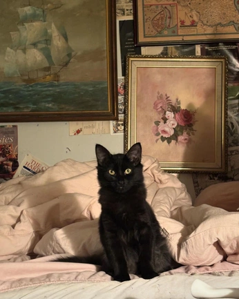 A cover of "Cat" cluster. The owner is mastari. The cluster consists of 14 elements.