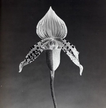 A cover of "botanica" cluster. The owner is personalspace. The cluster consists of 59 elements.