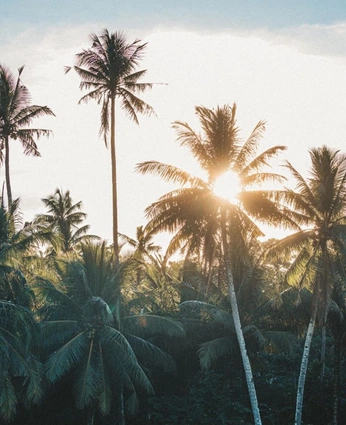 A cover of "Beauty" cluster. The owner is jannilane. The cluster consists of 17 elements.