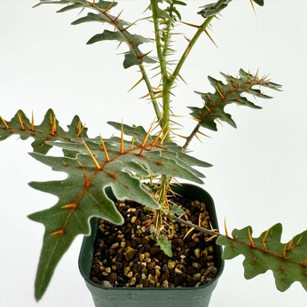 A cover of "inspo · nature" cluster. The owner is hyrcai. The cluster consists of 63 elements.