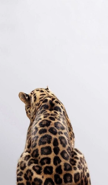 A cover of "cats" cluster. The owner is florencehf. The cluster consists of 1 element.