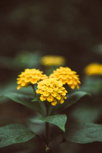 A cover of "Flores" cluster. The owner is fashionlily. The cluster consists of 14 elements.