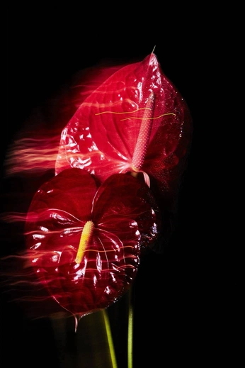 A cover of "PURPLE FIBER COLLAB" cluster. The owner is nilsmourato. The cluster consists of 10 elements.