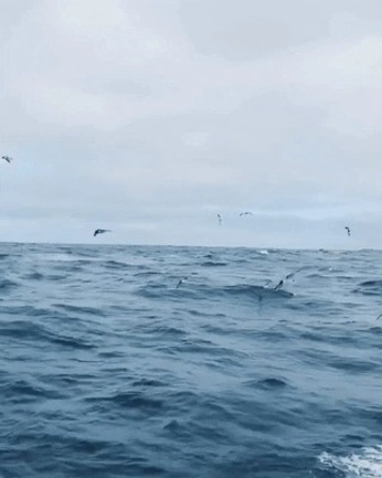 A cover of "her(the sea)" cluster. The owner is angelaca. The cluster consists of 65 elements.