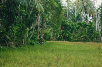 A cover of "Sri Lanka" cluster. The owner is marysley. The cluster consists of 37 elements.