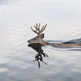 A cover of "vi" cluster. The owner is mareneeps. The cluster consists of 5 elements.