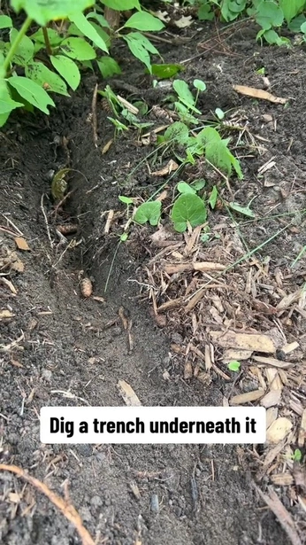 A cover of "Garden" cluster. The owner is ehinton. The cluster consists of 1 element.