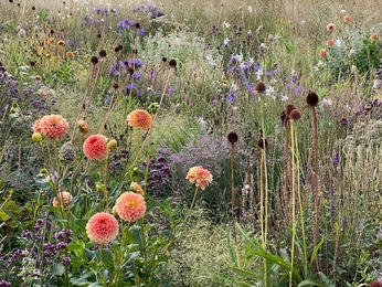 A cover of "Meadow" cluster. The owner is lovegeum. The cluster consists of 7 elements.