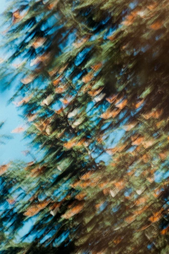 A cover of "Forbidden Woods" cluster. The owner is viudo. The cluster consists of 45 elements.