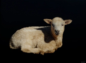 A cover of "halima" cluster. The owner is zqpoj. The cluster consists of 11 elements.