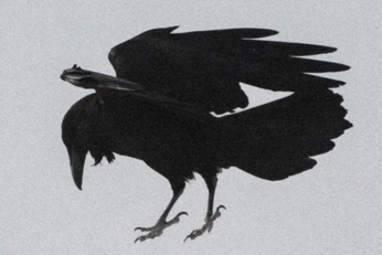 A cover of "STFU symbol" cluster. The owner is miouowow. The cluster consists of 117 elements.