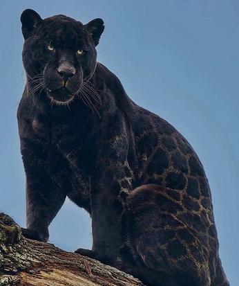 A cover of "Aura" cluster. The owner is amandz. The cluster consists of 2 elements.