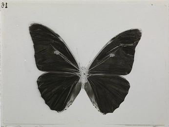 A cover of "butterfly" cluster. The owner is intlxathlete. The cluster consists of 40 elements.