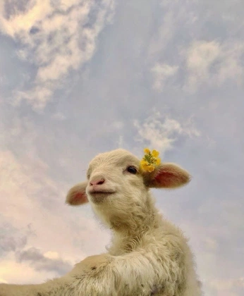 A cover of "fondos" cluster. The owner is katnc. The cluster consists of 4 elements.