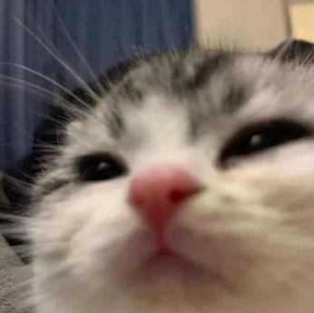 A cover of "halloween" cluster. The owner is cristabelamelia. The cluster consists of 13 elements.