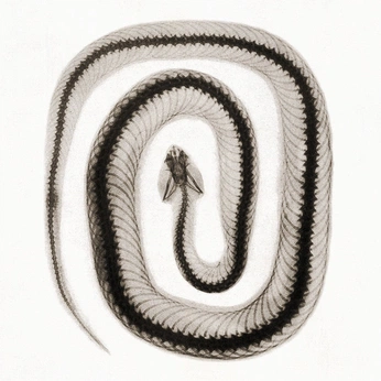 A cover of "twirl & spiral" cluster. The owner is brookeg. The cluster description is "descriptor ". The cluster consists of 118 elements.