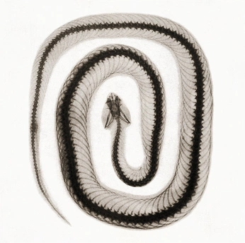 A cover of "Bones" cluster. The owner is pinekontrol. The cluster consists of 1 element.