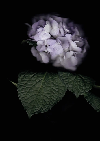 A cover of "Flowers / Flores" cluster. The owner is onastudio. The cluster consists of 41 elements.