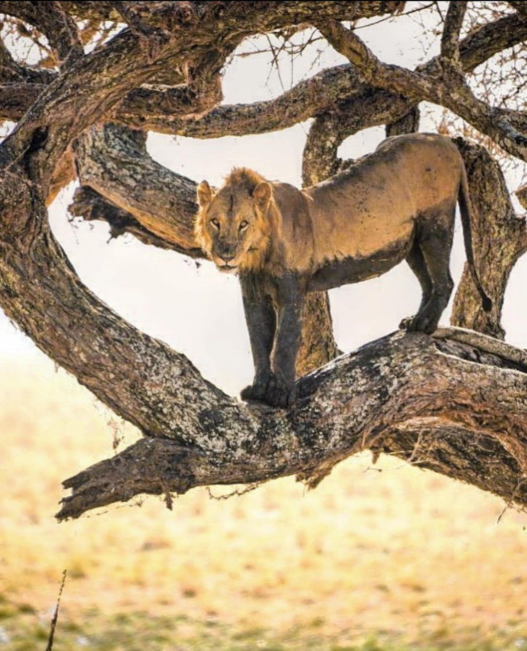 An Instagram carousel post added by annie on Apr 08, 2024. The author is @brenden_simonson.