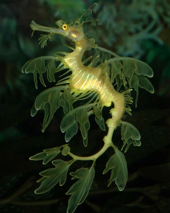 A cover of "Underwater Organisms" cluster. The owner is f4ith. The cluster consists of 2 elements.