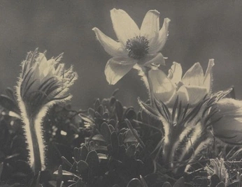 A cover of "COBRA" cluster. The owner is arrowharo. The cluster consists of 105 elements.