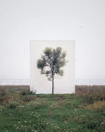 A cover of "// flora" cluster. The owner is goldihni. The cluster consists of 2 elements.