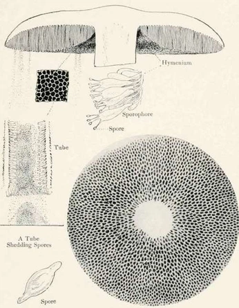 A cover of "biology blueprint" cluster. The owner is danieleckler. The cluster consists of 9 elements.