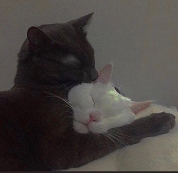 A cover of "intimacy" cluster. The owner is mxvalentine. The cluster consists of 20 elements.