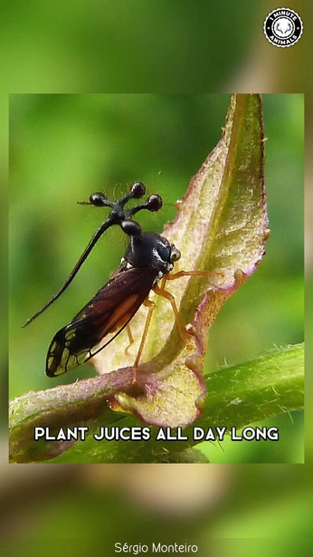 A cover of "Lava" cluster. The owner is natantman. The cluster consists of 23 elements.