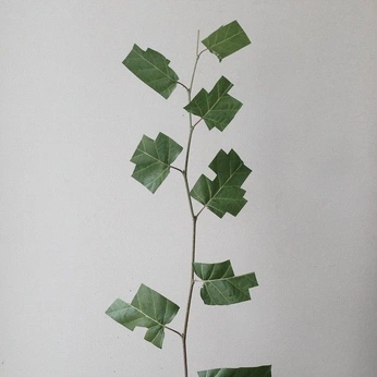 A cover of "Cafés do Brasil" cluster. The owner is fabra. The cluster consists of 344 elements.