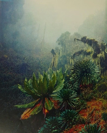 A cover of "Ref visual" cluster. The owner is mandariana. The cluster consists of 4 elements.