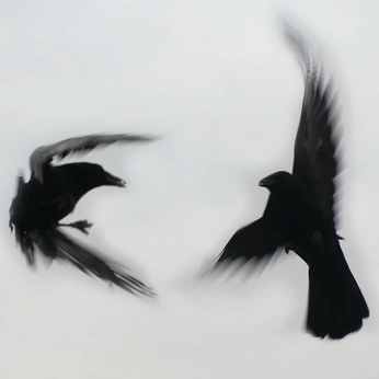 A cover of "for : me" cluster. The owner is twoofcrows. The cluster consists of 52 elements.