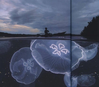 A cover of "Photo" cluster. The owner is tomkemper. The cluster consists of 17 elements.